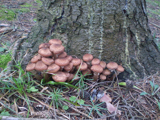 podpňovka Armillaria sp.