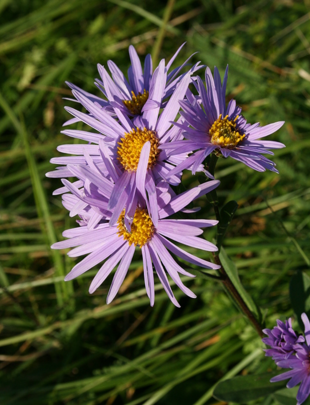 astra spišská Aster amelloides Besser