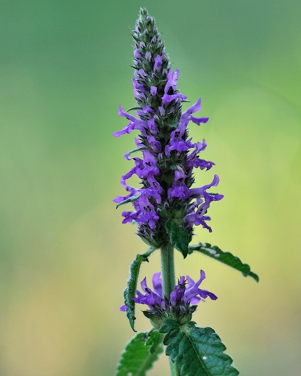 betonika lekárska Betonica officinalis  L.