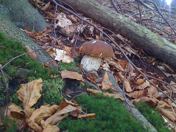 hríb smrekový Boletus edulis Bull.