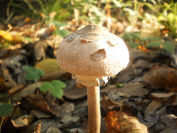 bedľa červenejúca Chlorophyllum rachodes (Vittad.) Vellinga