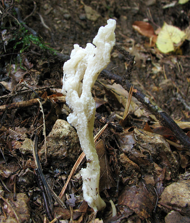 konárovka vráskavá Clavulina rugosa (Bull.) J. Schröt.