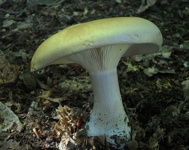 strmuľka inovaťová Clitocybe nebularis (Batsch) P. Kumm.