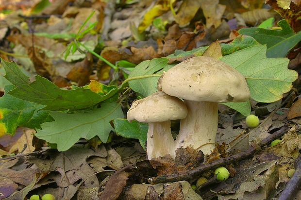 strmuľka inovaťová Clitocybe nebularis (Batsch) P. Kumm.