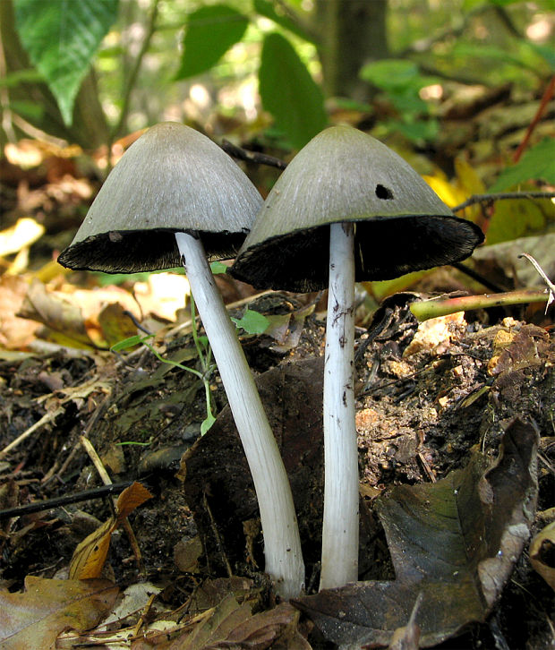 hnojník Coprinus sp.