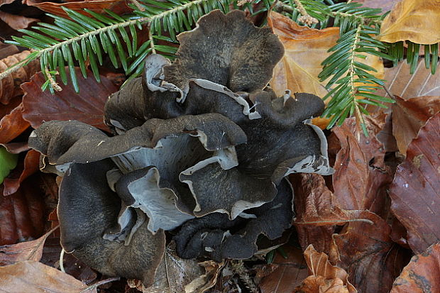 lievik trúbkovitý Craterellus cornucopioides (L.) Pers.