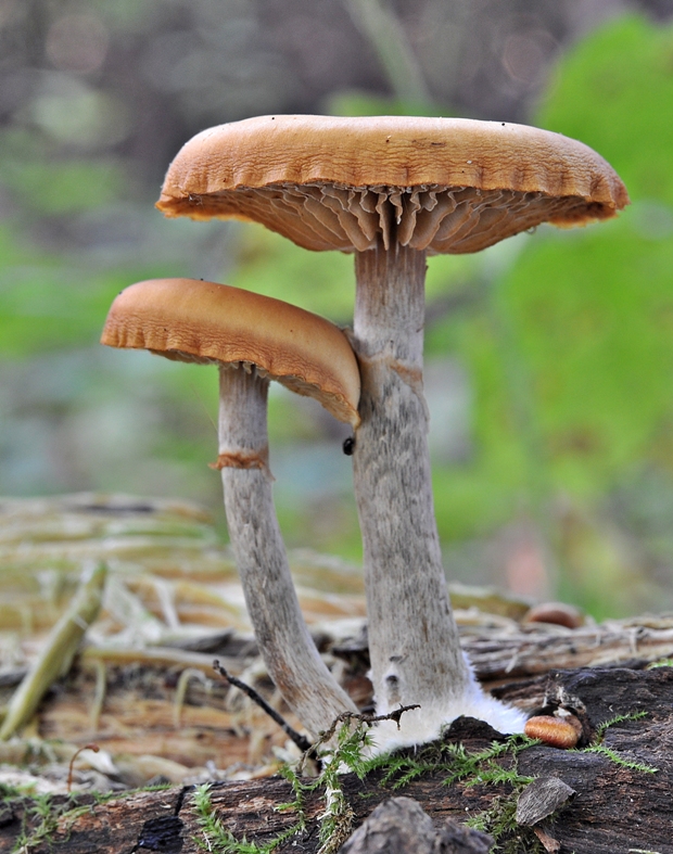 kapucňovka okrovohnedastá Galerina marginata (Batsch) Kühner