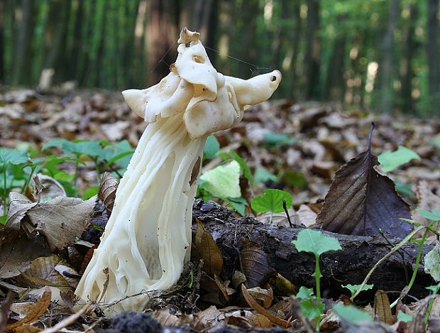 chriapač kučeravý Helvella crispa (Scop.) Fr.