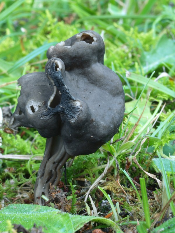 chriapač jamkatý Helvella lacunosa Afzel.