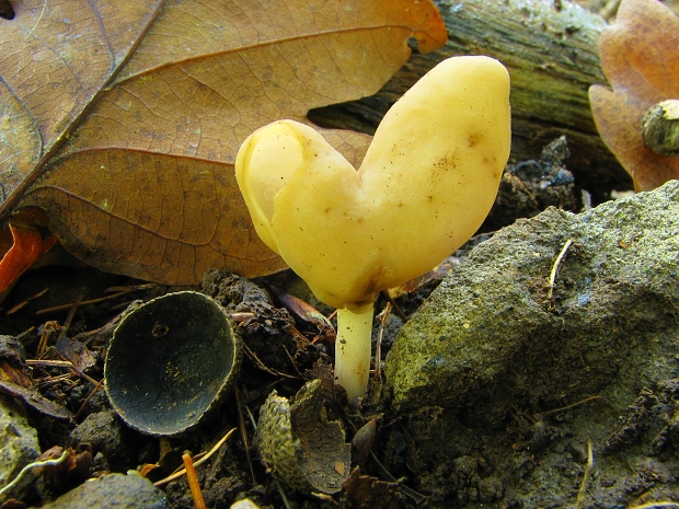 chriapač Helvella sp.