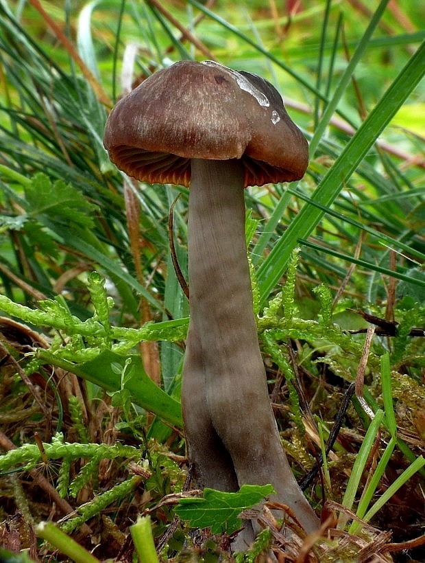 lúčnica ovčia Hygrocybe ovina (Bull.) Kühner