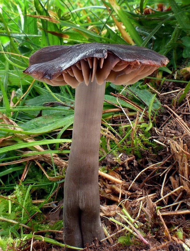 lúčnica ovčia Hygrocybe ovina (Bull.) Kühner