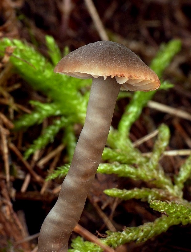 lúčnica ovčia Hygrocybe ovina (Bull.) Kühner