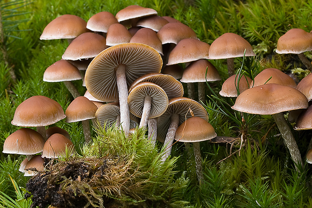 strapcovka vláknitohlúbiková Hypholoma marginatum J. Schröt.