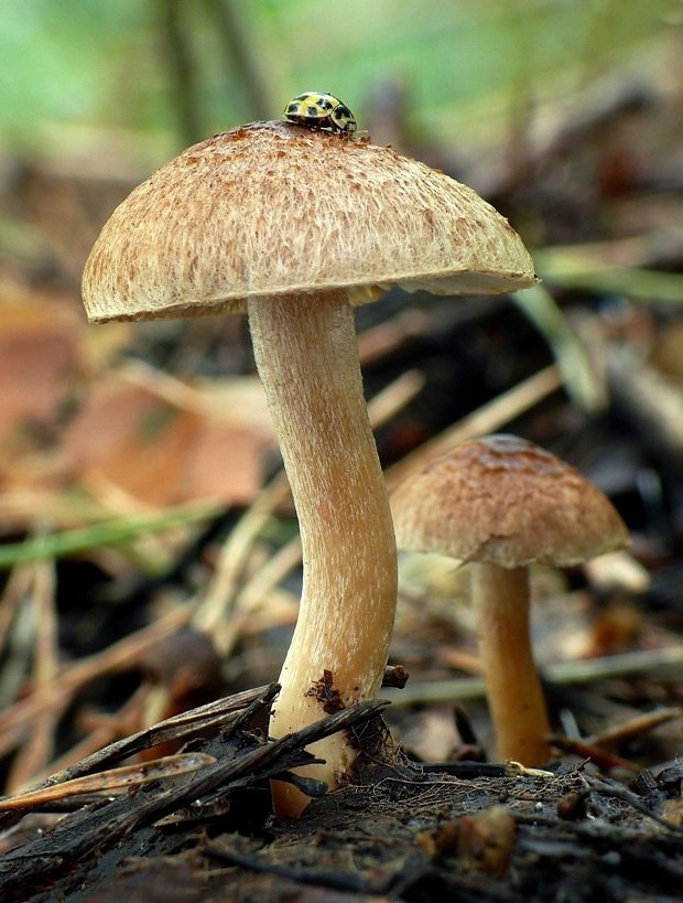 vláknica Inocybe sp.