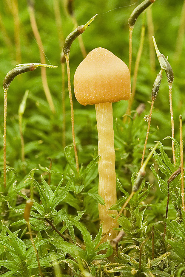 lakovka obyčajná? Laccaria laccata (Scop.) Cooke