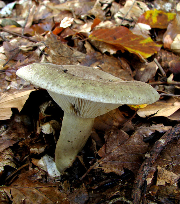 rýdzik Lactarius sp.