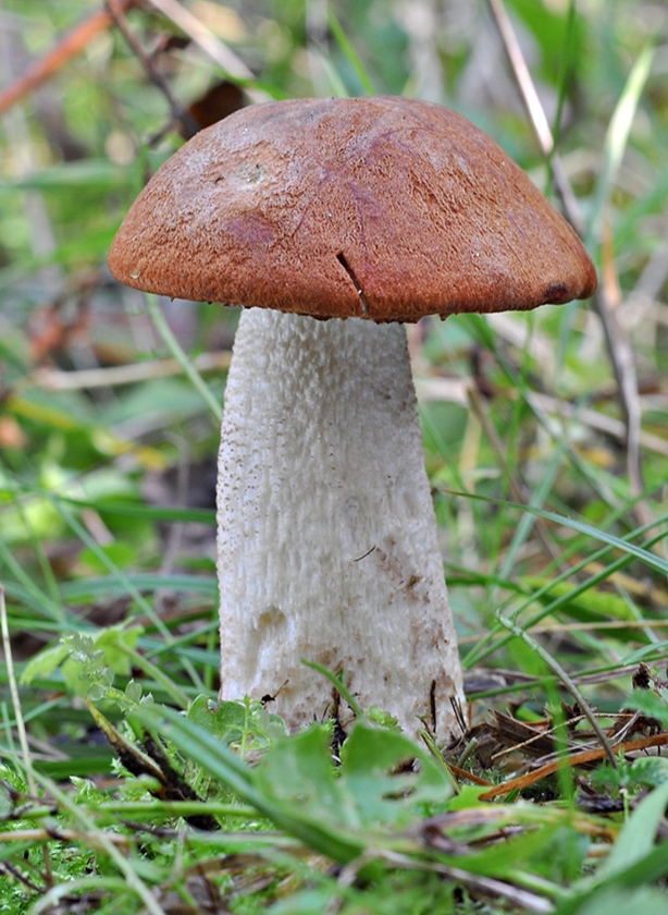 kozák osikový Leccinum albostipitatum den Bakker & Noordel.