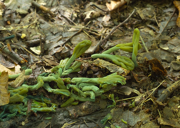 drobnojazýček zelený Microglossum viride (Pers.) Gillet