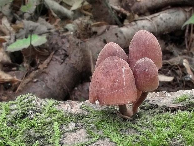 prilbička krvavomliečna Mycena haematopus (Pers.) P. Kumm.