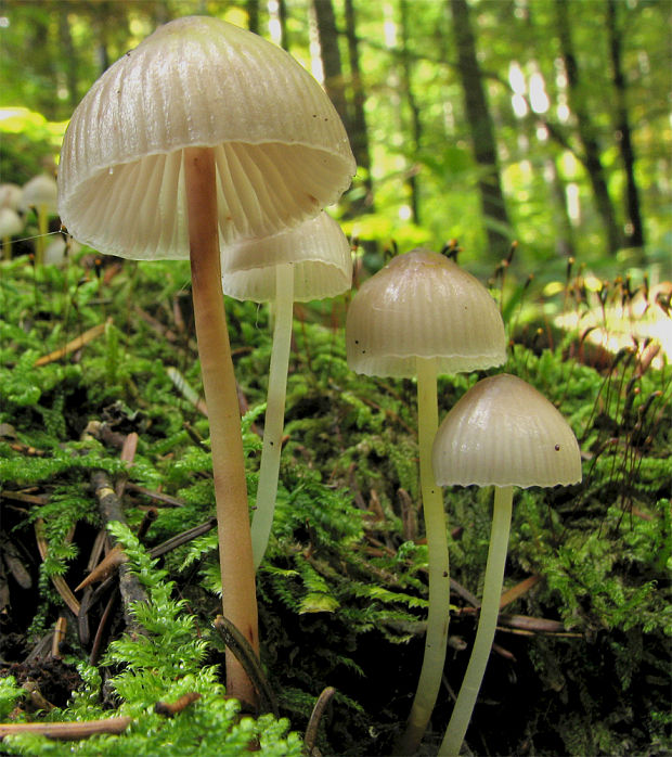 prilbička Mycena sp.