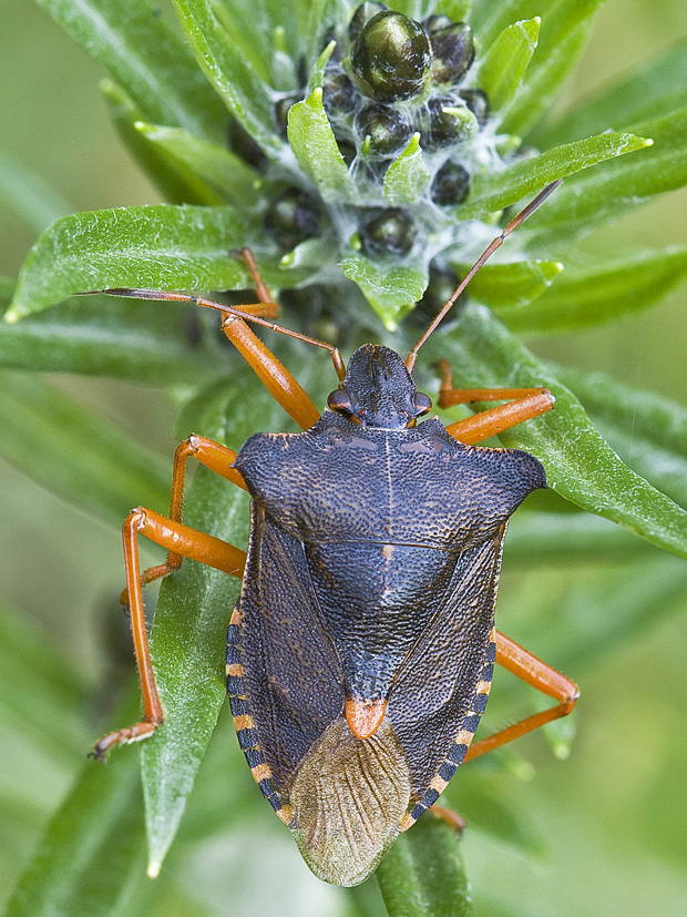 bzdocha červenonohá  Pentatoma rufipes