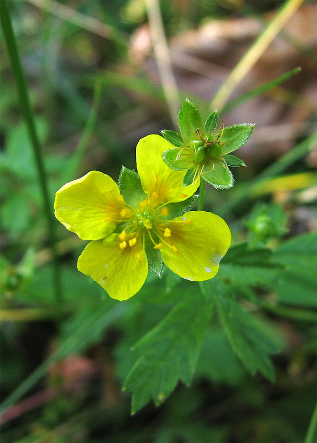 nátržník vzpriamený Potentilla erecta (L.) Raeusch.