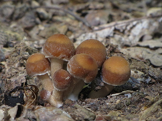 drobuľka vodomilná Psathyrella piluliformis (Bull.) P.D. Orton