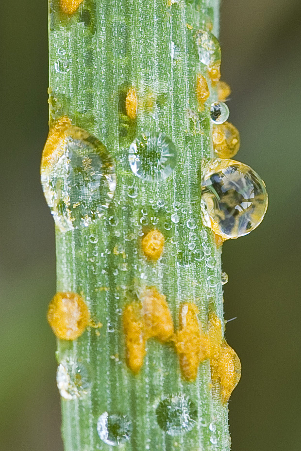 hrdza Puccinia sp.