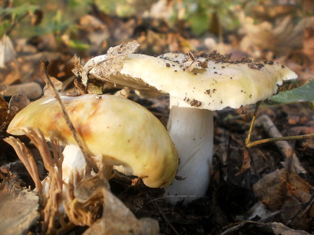 plávka Russula sp.