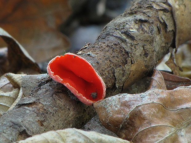 ohnivec Sarcoscypha sp.