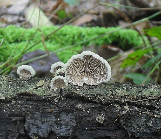 klanolupeňovka obyčajná Schizophyllum commune Fr.