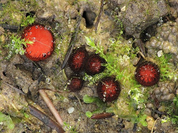 štítovnička Scutellinia sp.