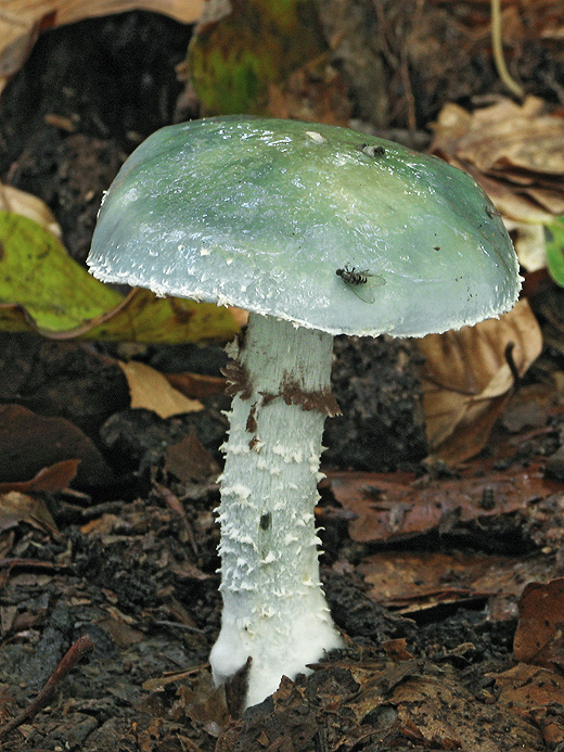 golierovka zelenkastá Stropharia aeruginosa (Curtis) Quél.