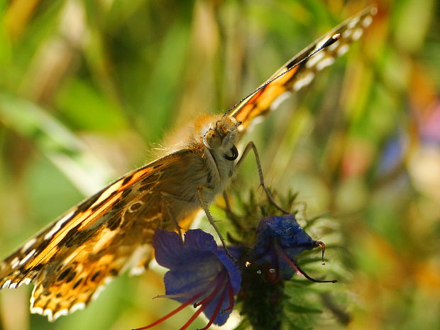 babôčka bodliaková Vanessa cardui