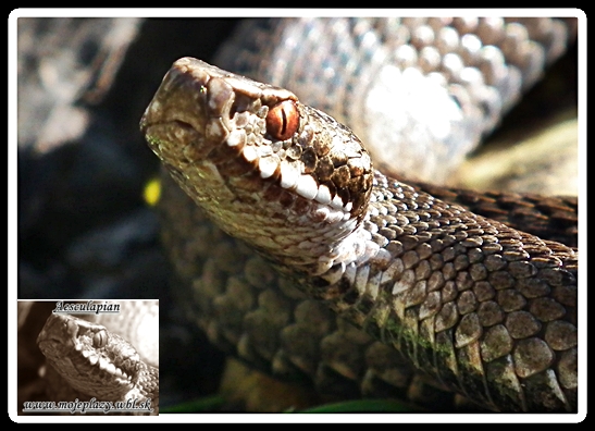 vretenica severná Vipera berus