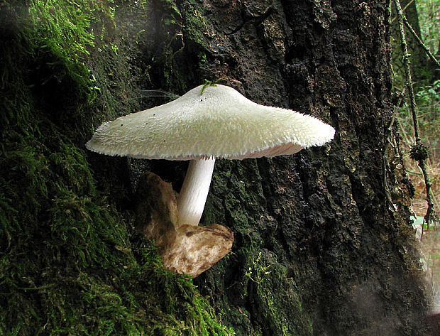 pošvovec stromový Volvariella bombycina (Schaeff.) Singer