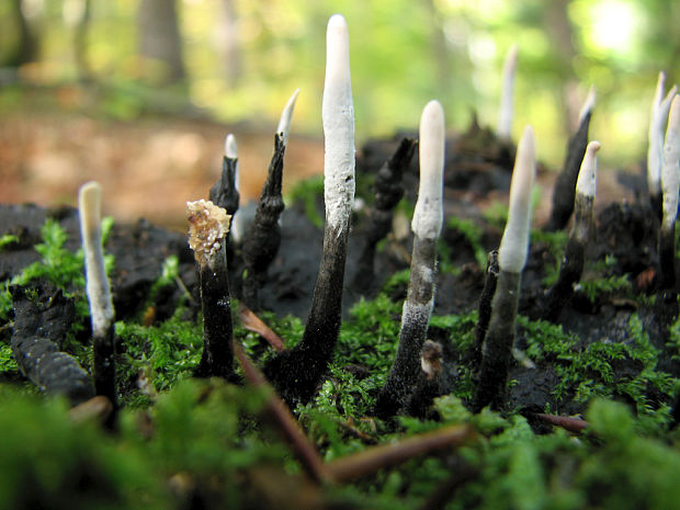 drevnatec Xylaria sp.