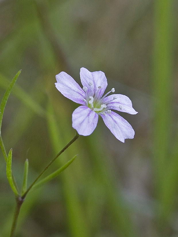 neidentifikovaná rastlina