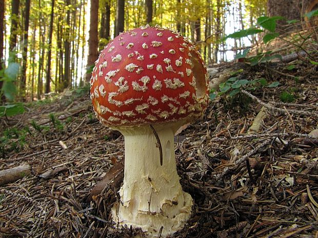 muchotrávka červená Amanita muscaria (L.) Lam.