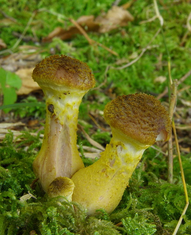 podpňovka žltá Armillaria gallica Marxm. & Romagn.