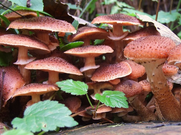 podpňovka tmavá Armillaria ostoyae (Romagn.) Herink