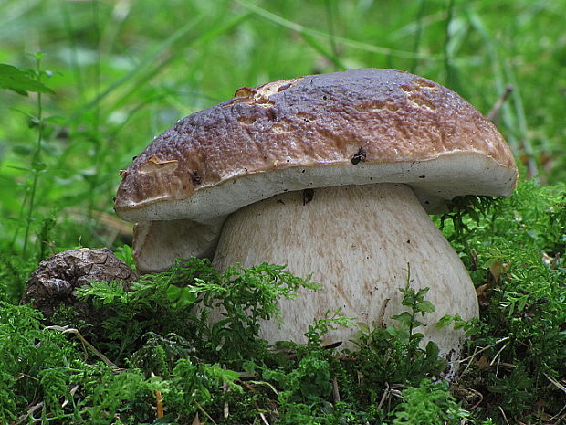 hríb smrekový Boletus edulis Bull.