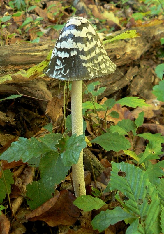 hnojník strakatý Coprinopsis picacea (Bull.) Redhead, Vilgalys & Moncalvo