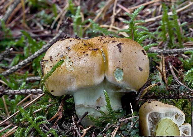 pavučinovec zlatohnedý Cortinarius percomis Fr.