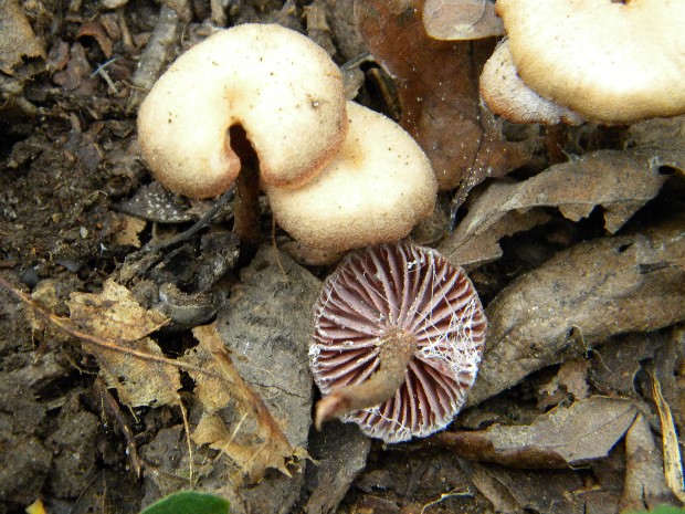 pavučinovec krvavolupeňový? Cortinarius semisanguineus? (Fr.) Gill.