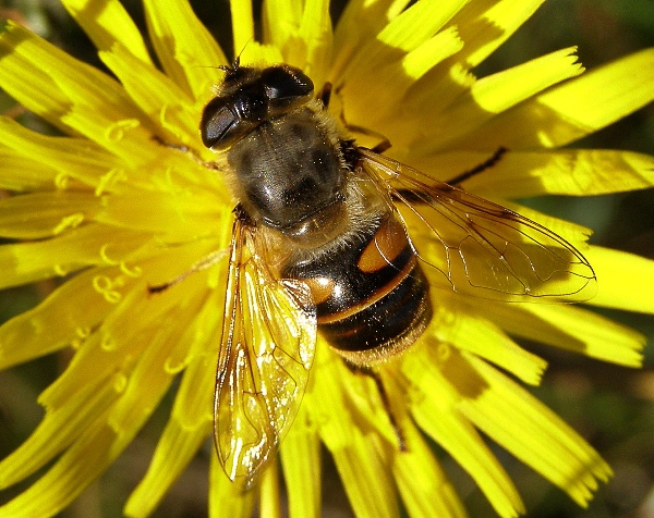 pestrica Eristalis tenax