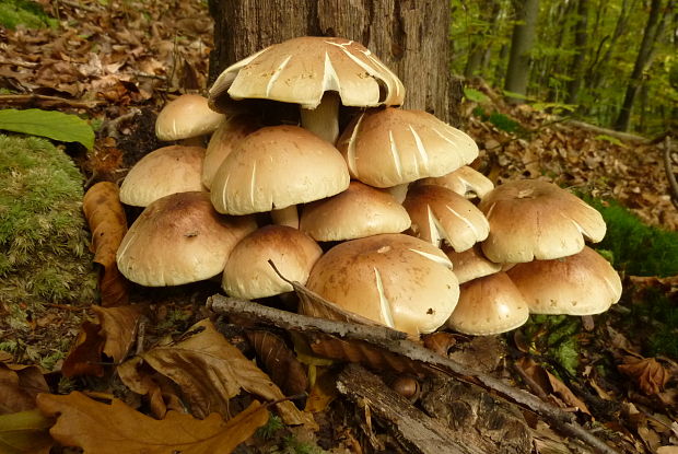 strapcovka tehlovočervená Hypholoma lateritium (Schaeff.) P. Kumm.