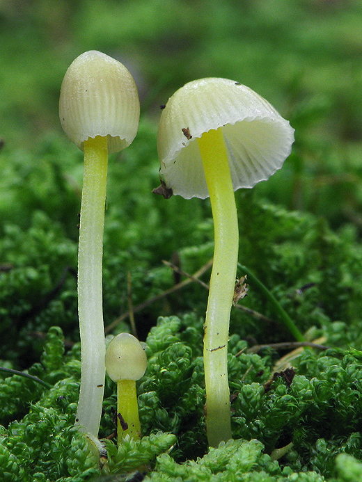 prilbička slizká Mycena epipterygia (Scop.) Gray