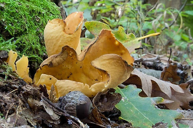 uško oslie Otidea onotica (Pers.) Fuckel